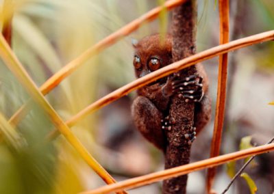 Chocolate Hills & Tarsiers