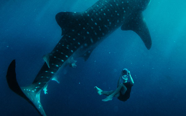 Holiday Packages_0006_Discover the Philippines Travel Zoo Whalesharks