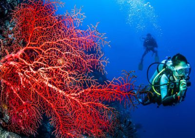 Tubbataha Liveaboard