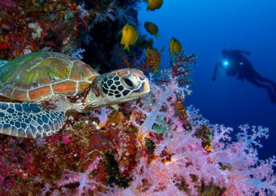 Discover the Visayas