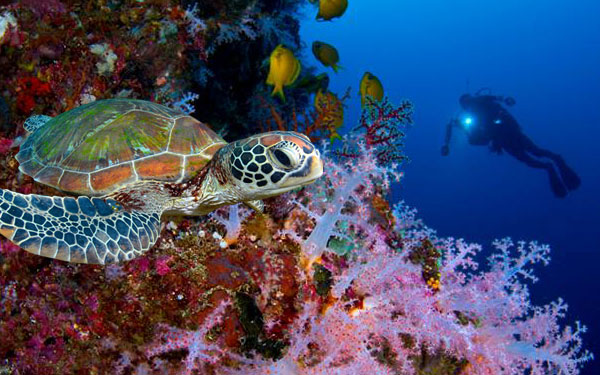 Diving