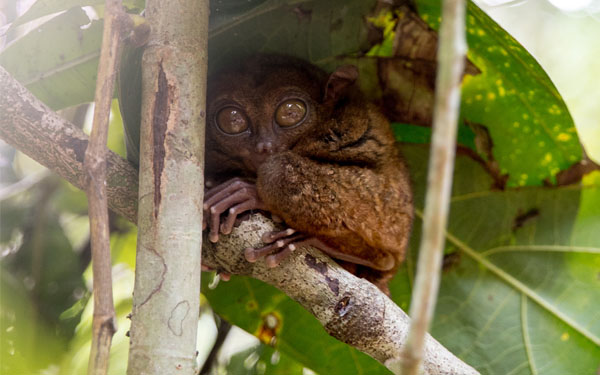 Tarsier, Bohol