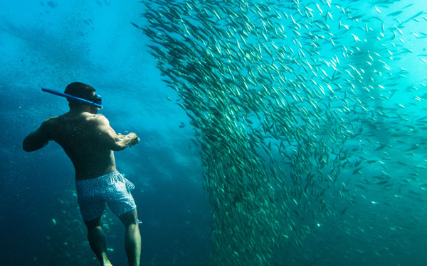 Sardine Run, Moalboal