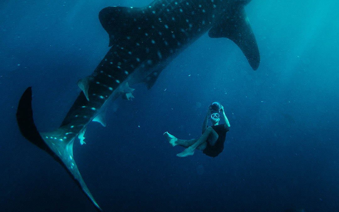 Whale Shark Oslob, Cebu